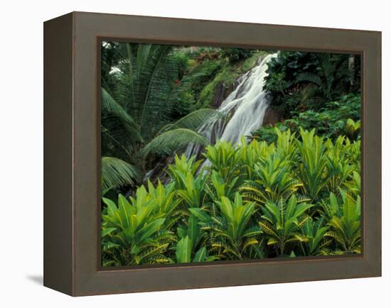 Shaw Park Gardens, Jamaica, Caribbean-Robin Hill-Framed Premier Image Canvas