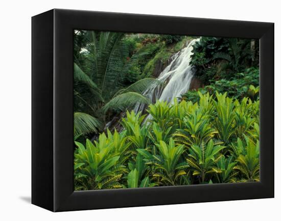 Shaw Park Gardens, Jamaica, Caribbean-Robin Hill-Framed Premier Image Canvas