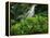 Shaw Park Gardens, Jamaica, Caribbean-Robin Hill-Framed Premier Image Canvas