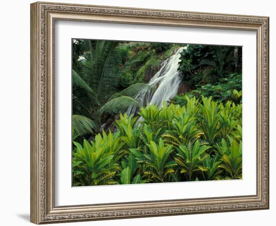 Shaw Park Gardens, Jamaica, Caribbean-Robin Hill-Framed Photographic Print