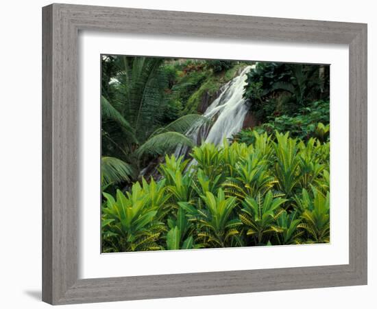 Shaw Park Gardens, Jamaica, Caribbean-Robin Hill-Framed Photographic Print