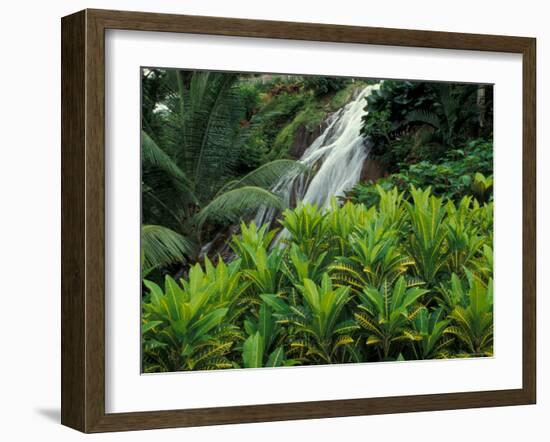 Shaw Park Gardens, Jamaica, Caribbean-Robin Hill-Framed Photographic Print