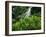 Shaw Park Gardens, Jamaica, Caribbean-Robin Hill-Framed Photographic Print