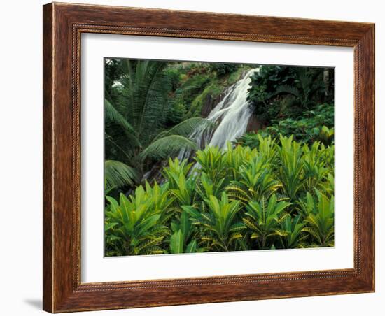 Shaw Park Gardens, Jamaica, Caribbean-Robin Hill-Framed Photographic Print