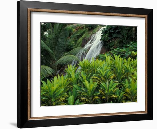 Shaw Park Gardens, Jamaica, Caribbean-Robin Hill-Framed Photographic Print