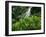 Shaw Park Gardens, Jamaica, Caribbean-Robin Hill-Framed Photographic Print