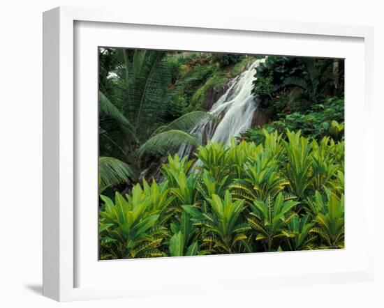 Shaw Park Gardens, Jamaica, Caribbean-Robin Hill-Framed Photographic Print