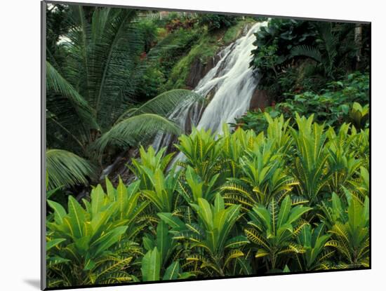 Shaw Park Gardens, Jamaica, Caribbean-Robin Hill-Mounted Photographic Print