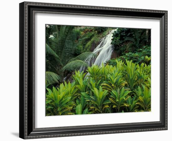 Shaw Park Gardens, Jamaica, Caribbean-Robin Hill-Framed Photographic Print