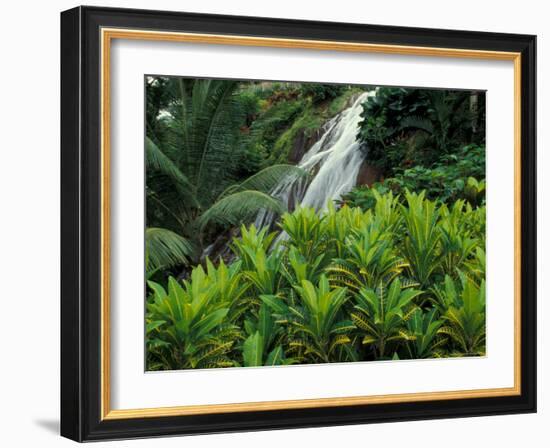 Shaw Park Gardens, Jamaica, Caribbean-Robin Hill-Framed Photographic Print