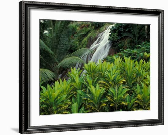 Shaw Park Gardens, Jamaica, Caribbean-Robin Hill-Framed Photographic Print