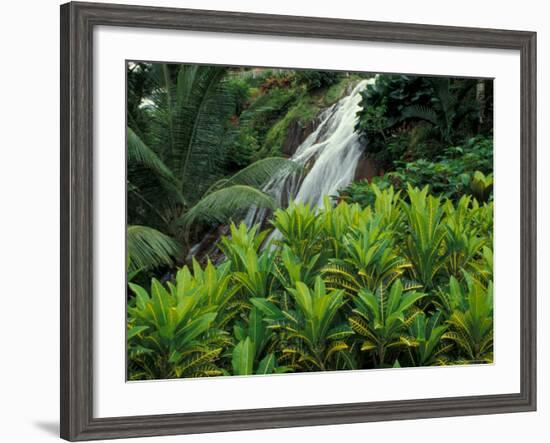 Shaw Park Gardens, Jamaica, Caribbean-Robin Hill-Framed Photographic Print