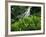 Shaw Park Gardens, Jamaica, Caribbean-Robin Hill-Framed Photographic Print