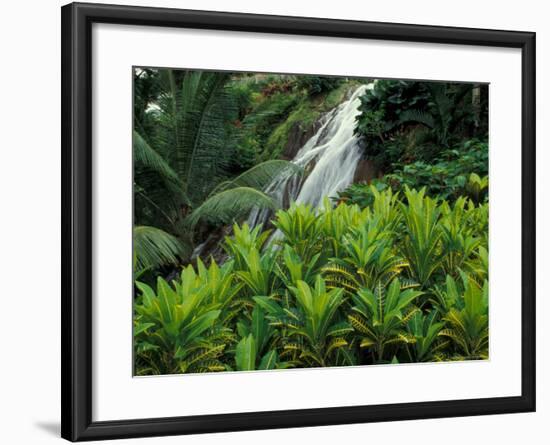 Shaw Park Gardens, Jamaica, Caribbean-Robin Hill-Framed Photographic Print