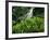 Shaw Park Gardens, Jamaica, Caribbean-Robin Hill-Framed Photographic Print