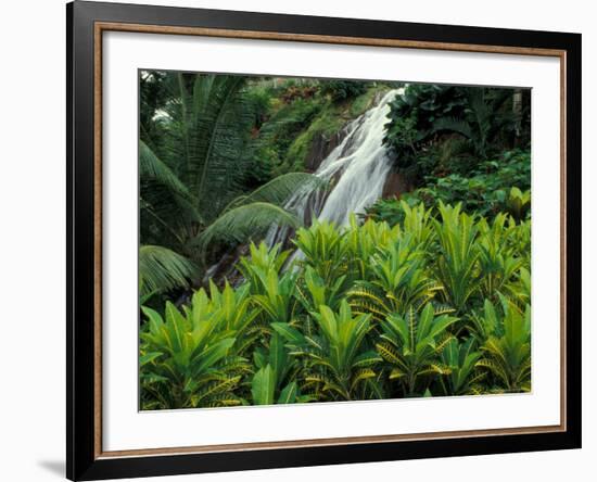 Shaw Park Gardens, Jamaica, Caribbean-Robin Hill-Framed Photographic Print