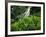 Shaw Park Gardens, Jamaica, Caribbean-Robin Hill-Framed Photographic Print