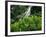 Shaw Park Gardens, Jamaica, Caribbean-Robin Hill-Framed Photographic Print