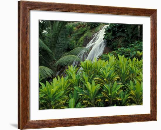 Shaw Park Gardens, Jamaica, Caribbean-Robin Hill-Framed Photographic Print