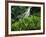 Shaw Park Gardens, Jamaica, Caribbean-Robin Hill-Framed Photographic Print