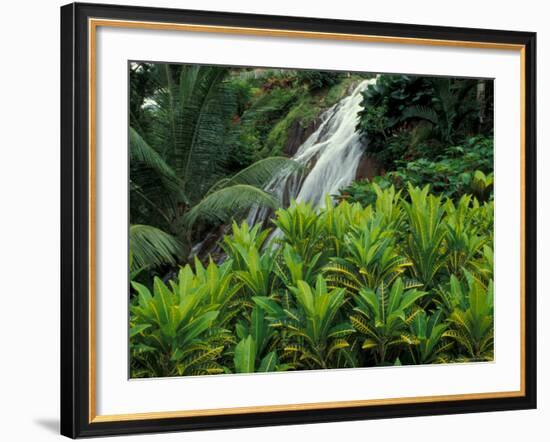 Shaw Park Gardens, Jamaica, Caribbean-Robin Hill-Framed Photographic Print