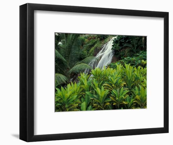 Shaw Park Gardens, Jamaica, Caribbean-Robin Hill-Framed Photographic Print