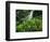 Shaw Park Gardens, Jamaica, Caribbean-Robin Hill-Framed Photographic Print