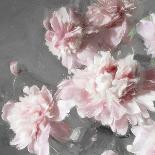 Peonies on Gray II-Shawna Sullivan-Art Print