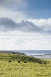Grass-Fed Cattle Grazing On Open Grass Farmland Of The Point Reyes National Seashore, Northern CA-Shea Evans-Photographic Print