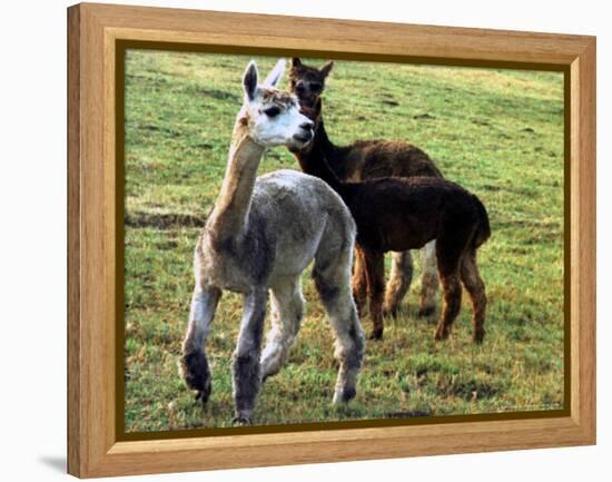 Sheared Alpacas Look Around Their Field August17, 2003, in Sandpoint, Idaho-Jay Cohn-Framed Premier Image Canvas