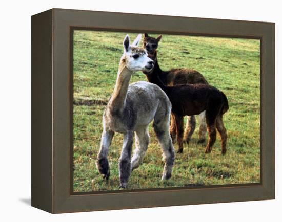 Sheared Alpacas Look Around Their Field August17, 2003, in Sandpoint, Idaho-Jay Cohn-Framed Premier Image Canvas