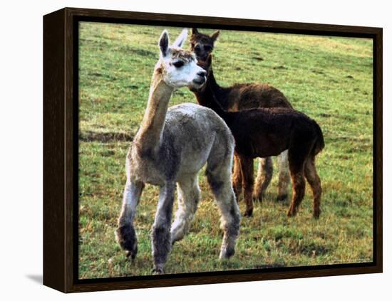 Sheared Alpacas Look Around Their Field August17, 2003, in Sandpoint, Idaho-Jay Cohn-Framed Premier Image Canvas