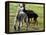 Sheared Alpacas Look Around Their Field August17, 2003, in Sandpoint, Idaho-Jay Cohn-Framed Premier Image Canvas