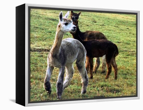 Sheared Alpacas Look Around Their Field August17, 2003, in Sandpoint, Idaho-Jay Cohn-Framed Premier Image Canvas