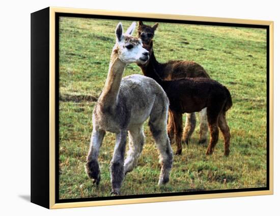 Sheared Alpacas Look Around Their Field August17, 2003, in Sandpoint, Idaho-Jay Cohn-Framed Premier Image Canvas