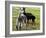 Sheared Alpacas Look Around Their Field August17, 2003, in Sandpoint, Idaho-Jay Cohn-Framed Photographic Print