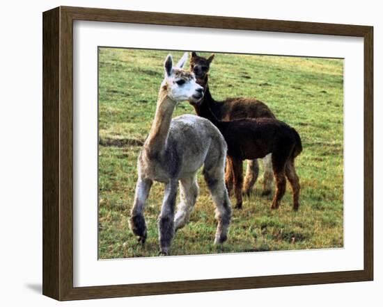 Sheared Alpacas Look Around Their Field August17, 2003, in Sandpoint, Idaho-Jay Cohn-Framed Photographic Print