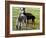 Sheared Alpacas Look Around Their Field August17, 2003, in Sandpoint, Idaho-Jay Cohn-Framed Photographic Print