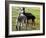 Sheared Alpacas Look Around Their Field August17, 2003, in Sandpoint, Idaho-Jay Cohn-Framed Photographic Print