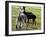 Sheared Alpacas Look Around Their Field August17, 2003, in Sandpoint, Idaho-Jay Cohn-Framed Photographic Print