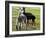 Sheared Alpacas Look Around Their Field August17, 2003, in Sandpoint, Idaho-Jay Cohn-Framed Photographic Print