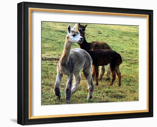 Sheared Alpacas Look Around Their Field August17, 2003, in Sandpoint, Idaho-Jay Cohn-Framed Photographic Print