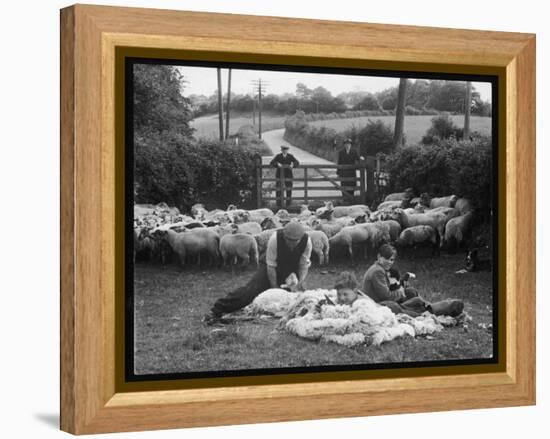 Shearing Sheep, Wales-Henry Grant-Framed Premier Image Canvas