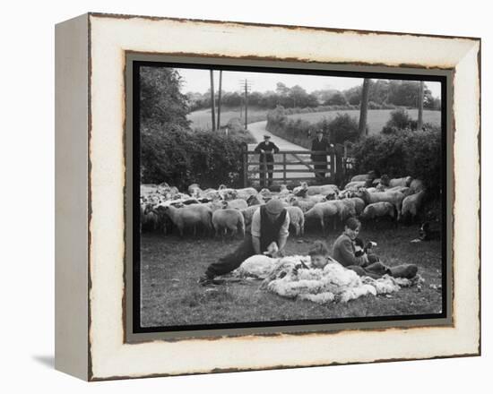 Shearing Sheep, Wales-Henry Grant-Framed Premier Image Canvas