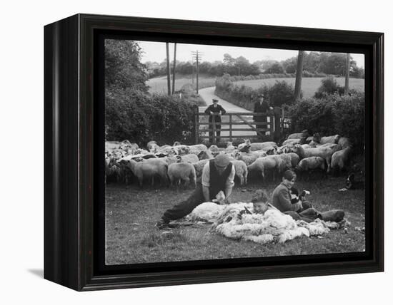 Shearing Sheep, Wales-Henry Grant-Framed Premier Image Canvas