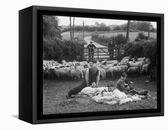 Shearing Sheep, Wales-Henry Grant-Framed Premier Image Canvas