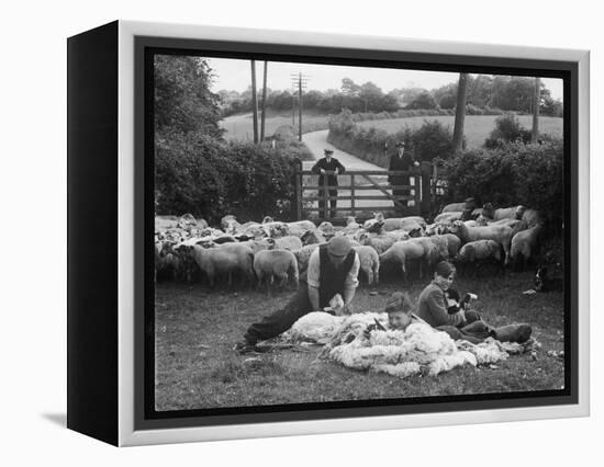 Shearing Sheep, Wales-Henry Grant-Framed Premier Image Canvas