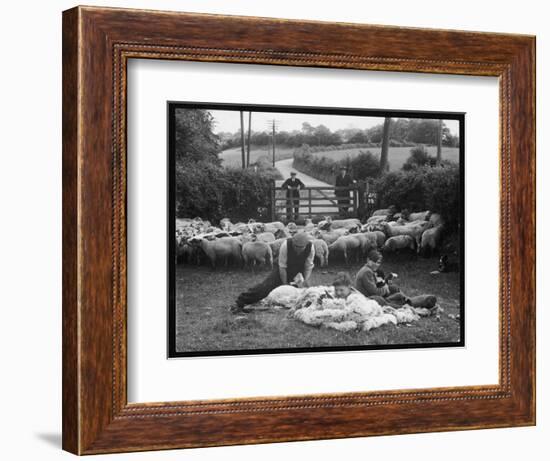 Shearing Sheep, Wales-Henry Grant-Framed Photographic Print