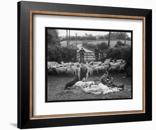 Shearing Sheep, Wales-Henry Grant-Framed Photographic Print