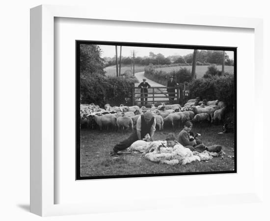 Shearing Sheep, Wales-Henry Grant-Framed Photographic Print